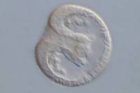Oursin - Larve de type Gastrula (Paracentrotus lividus) x150